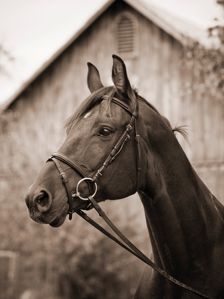 Barn Bridle