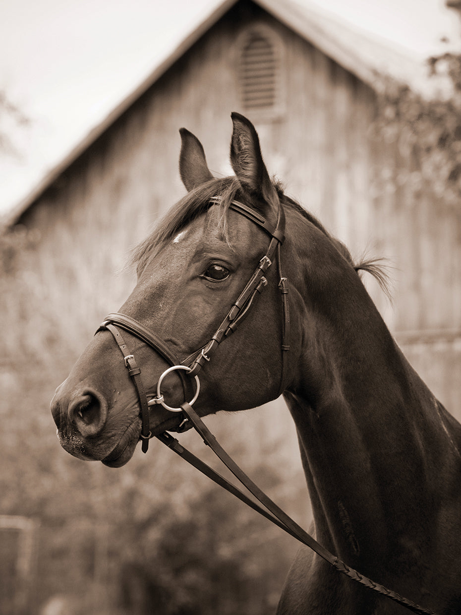 Barn Bridle