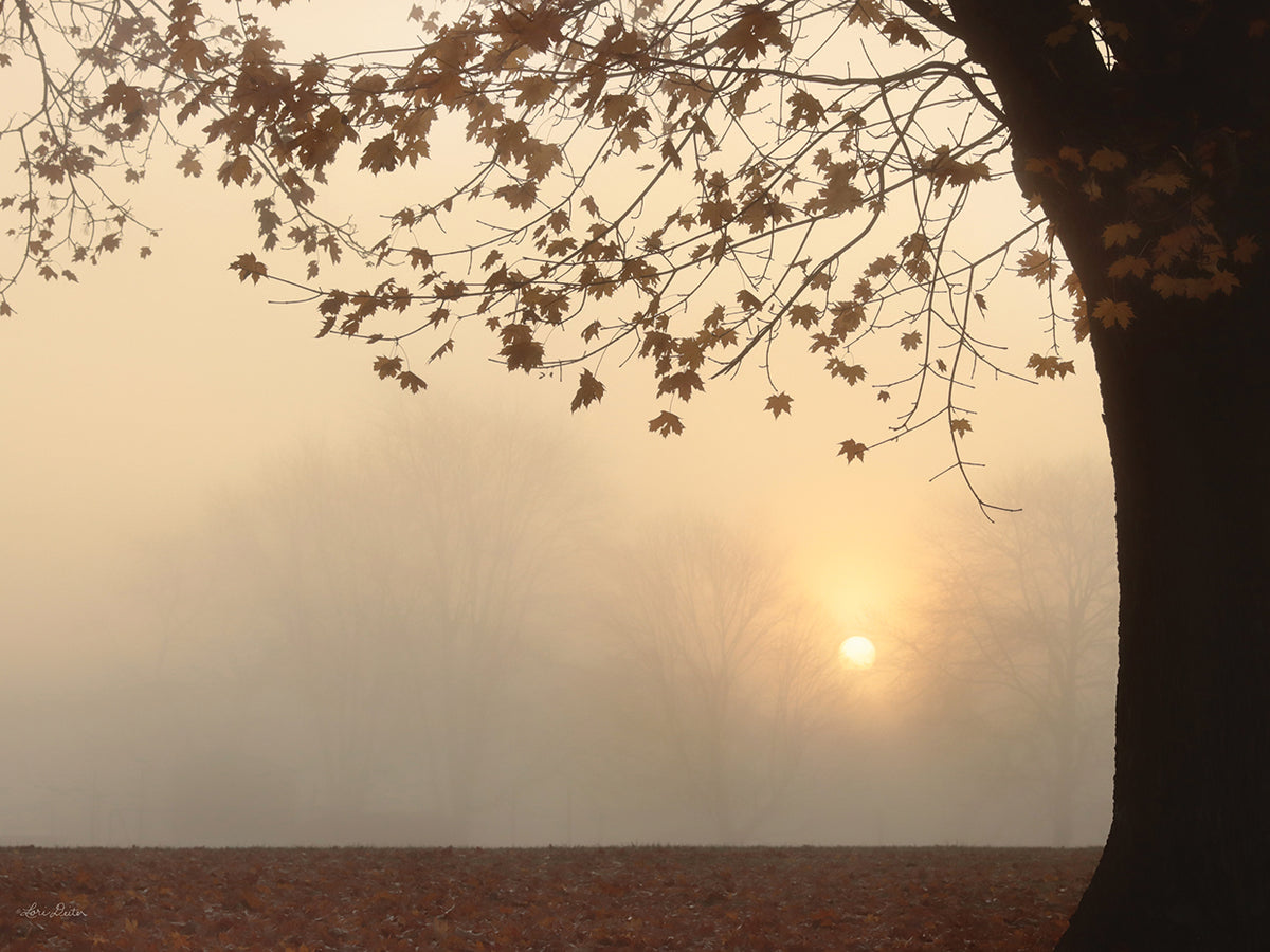 Foggy Morning Sunrise