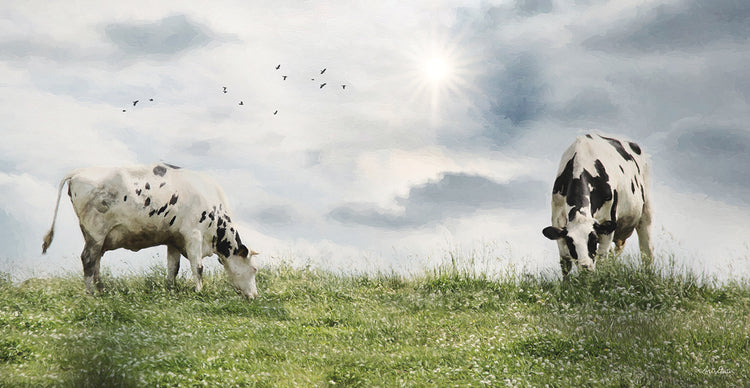 Grazing Dairy Cattle