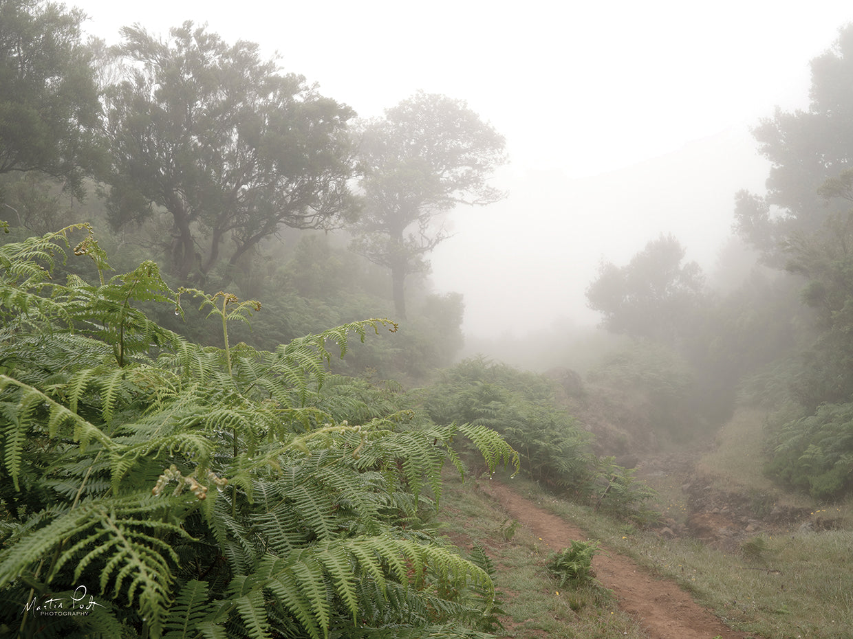 Fern Path
