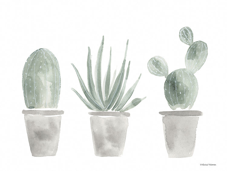 Sage Cactus Trio