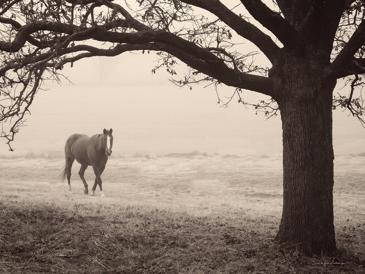 Hazy Horse I