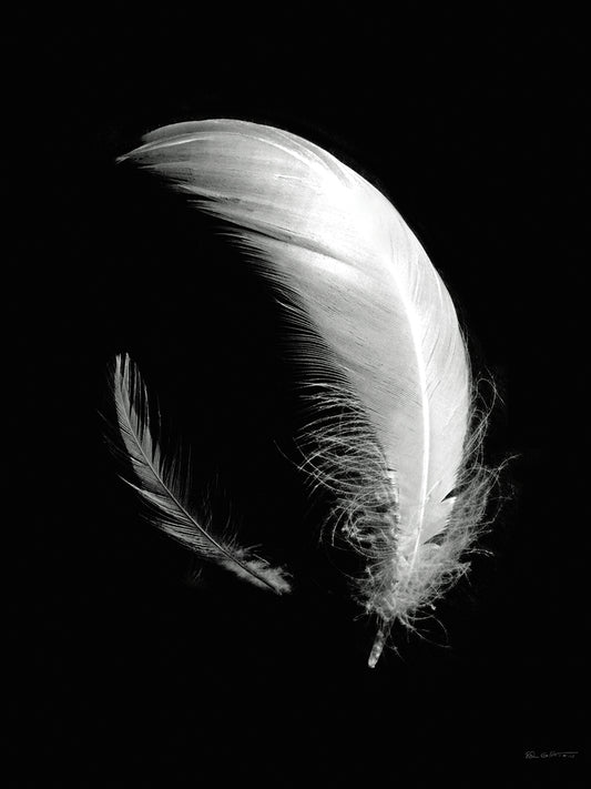 Dream Feathers Canvas Print