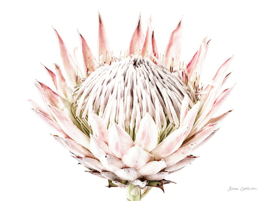 Pastel Protea I Canvas Print