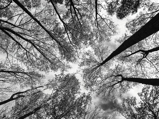 Looking Up I BW Crop Canvas Print