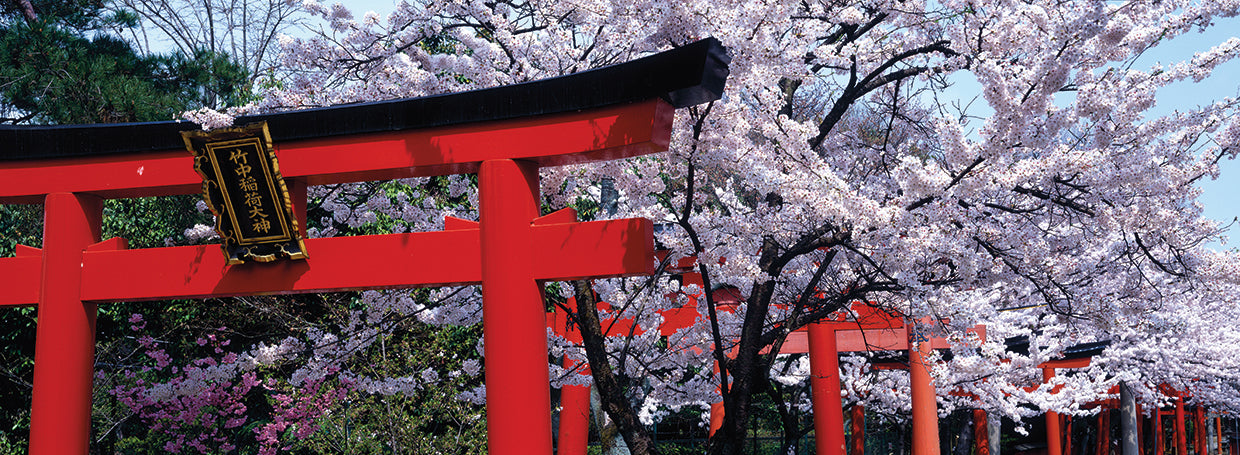 Cherry Blossom Shrine