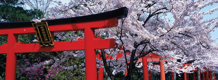 Cherry Blossom Shrine