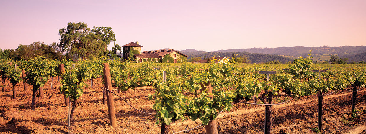 Uvas Napa Lienzo