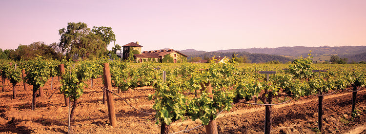 Uvas Napa Lienzo