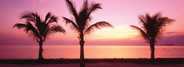 Palms over Miami