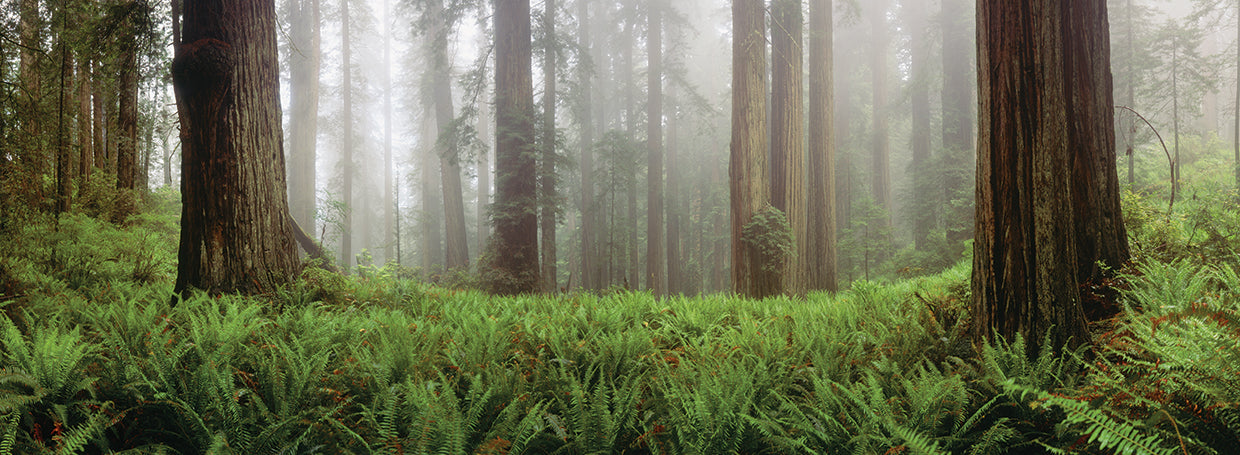 Vine Maple Forest