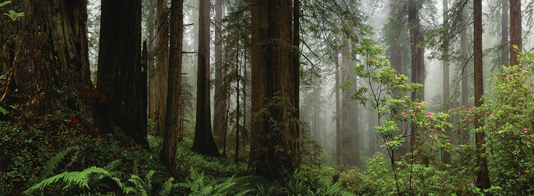 Bosque del monte Hood Lienzo