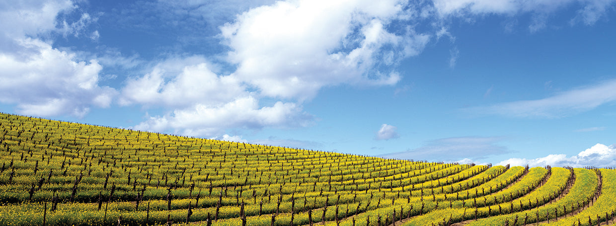 Campos de mostaza Lienzo
