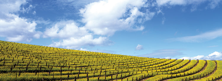 Campos de mostaza Lienzo