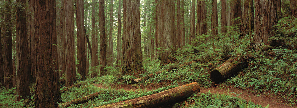 Ancient Forests