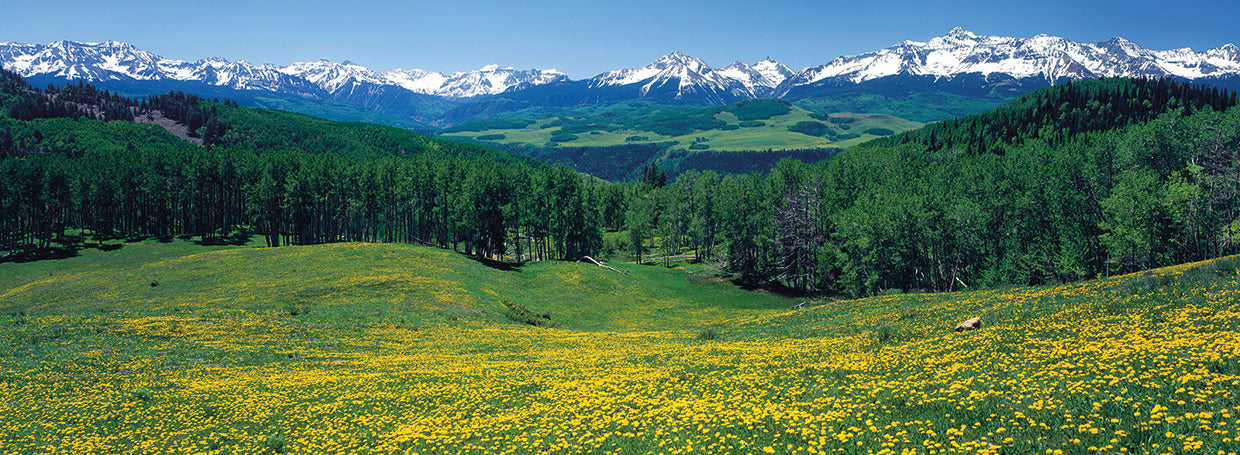 Campos de día soleado Lienzo