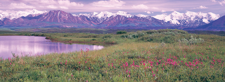 Denali floreciente Lienzo