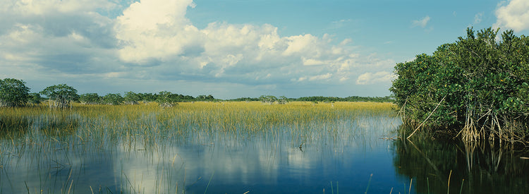 Reflexiones de los Everglades Lienzo