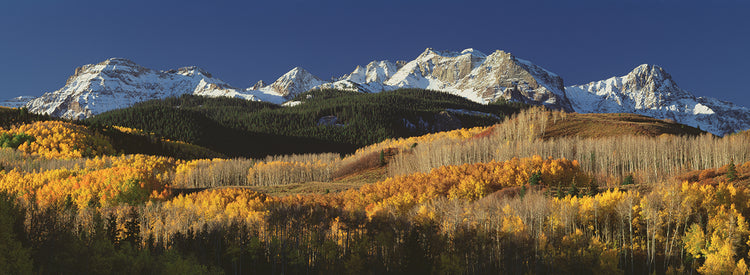 Autumn Aspens