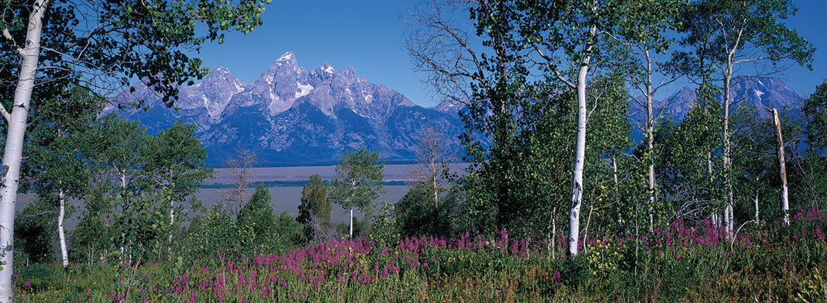 Purple Teton Flowers