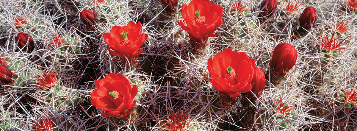 Blooming Cactus