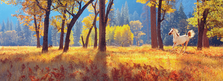 Dramatic Sunlight Yosemite