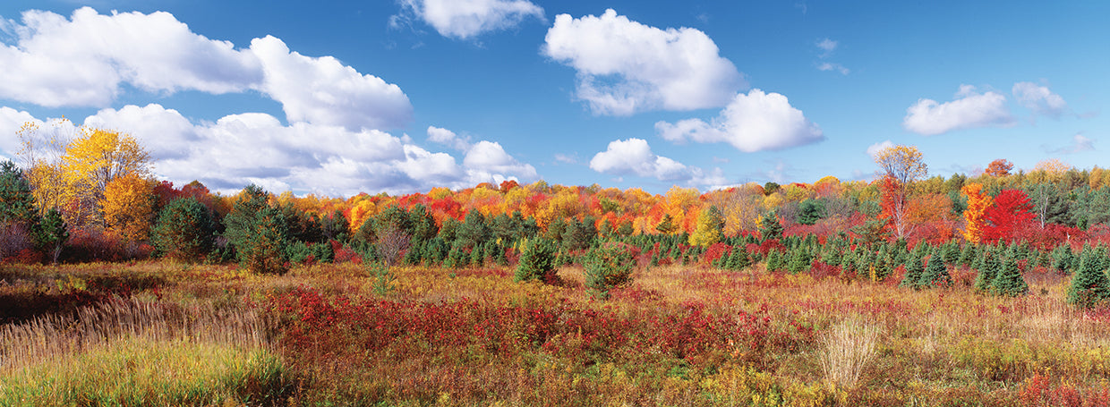 Fiery Autumn Foliage