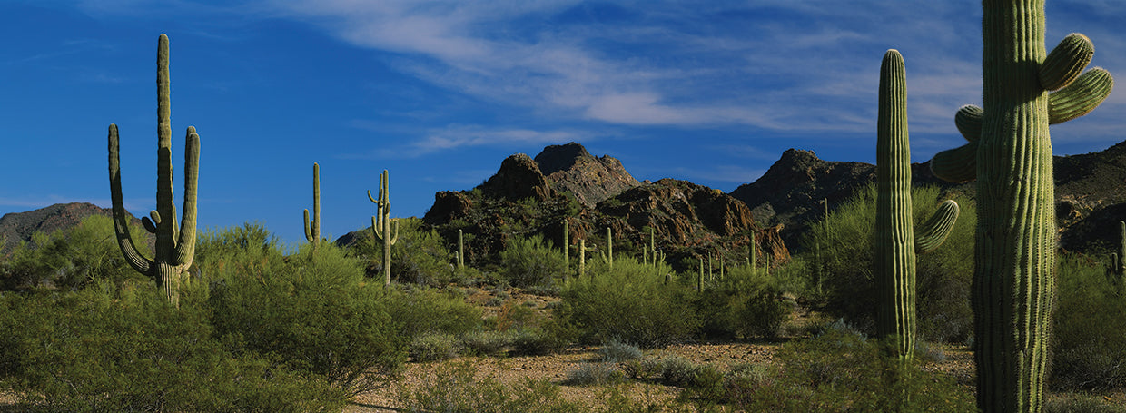 Sonoran Cacti