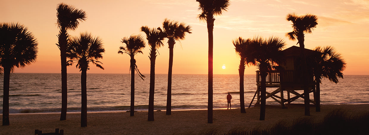 Lido Beach Palms