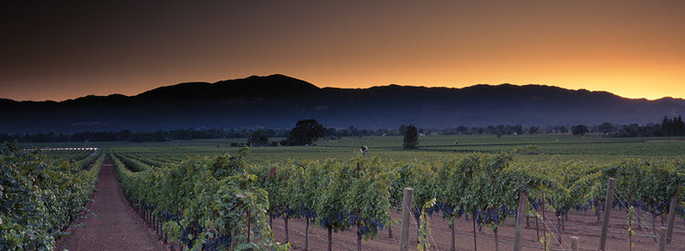 Evening Vineyard
