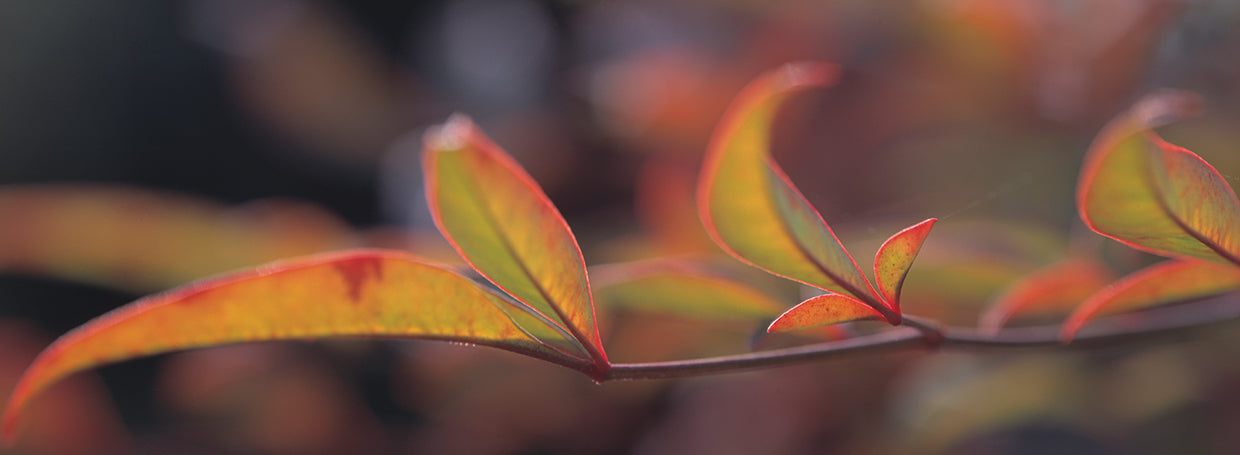 Bambú de otoño Lienzo
