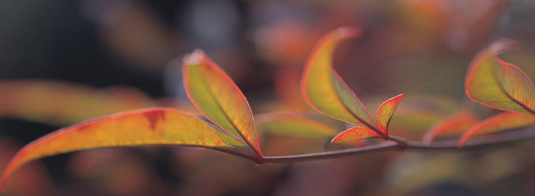 Bambú de otoño Lienzo