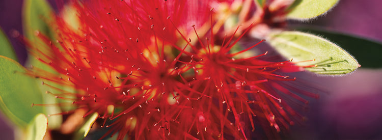 Macro de flor de cepillo de botella Lienzo