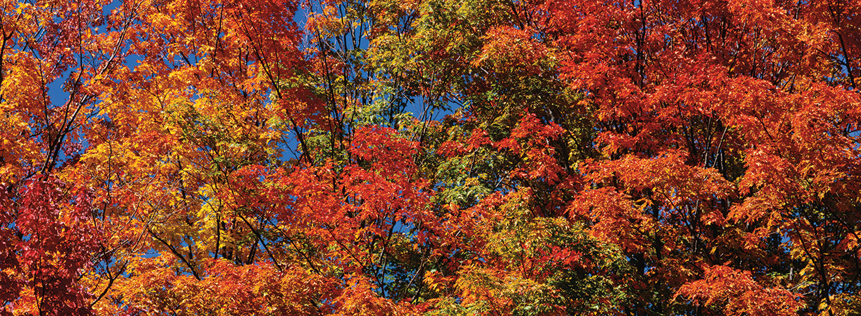 Reds and color:Oranges