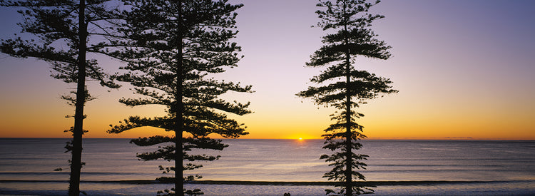 Árboles al amanecer, Sydney Lienzo