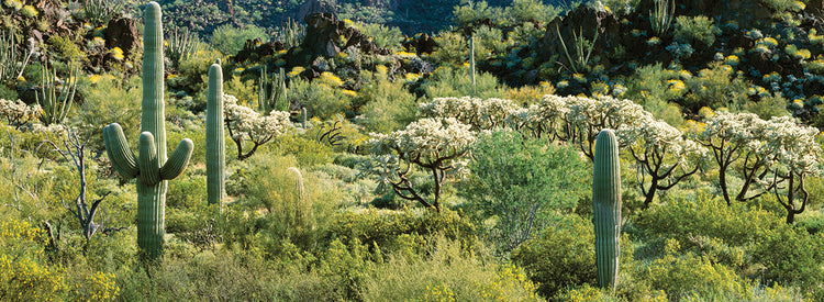 Paisaje Saguaro Lienzo