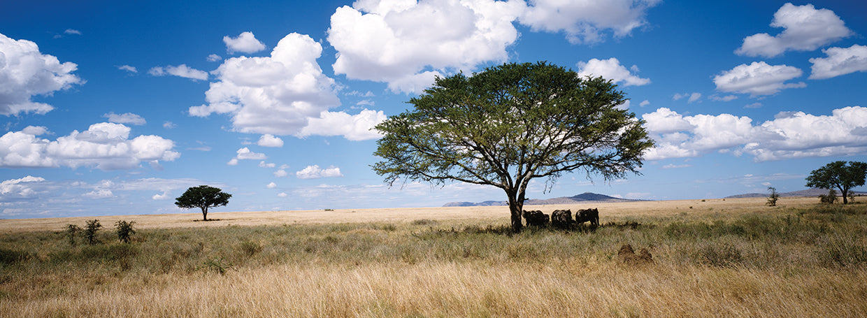 Elefantes descansando, Kenia Lienzo