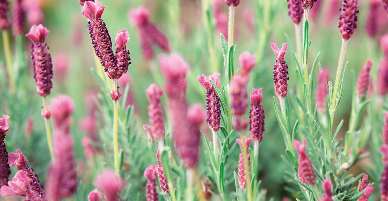 Aroma de lavanda italiana Lienzo