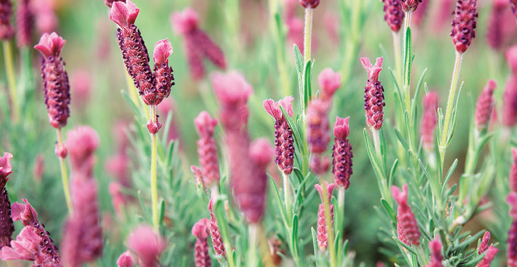 Aroma de lavanda italiana Lienzo