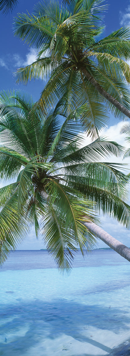 Maldives Palms