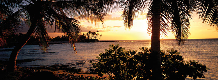 Puesta de sol detrás de las palmeras Lienzo