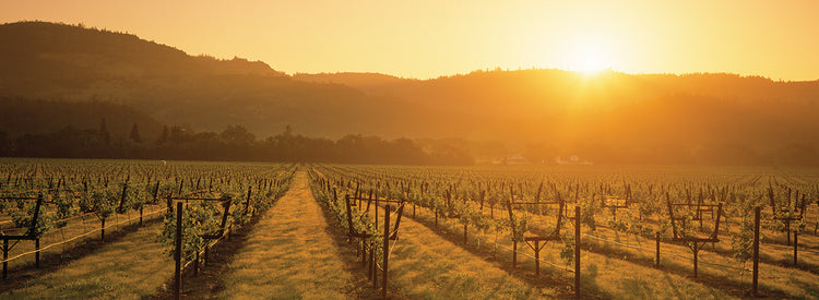 Puesta de sol de Napa Lienzo