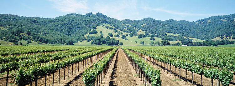 Valle soleado de Napa Lienzo