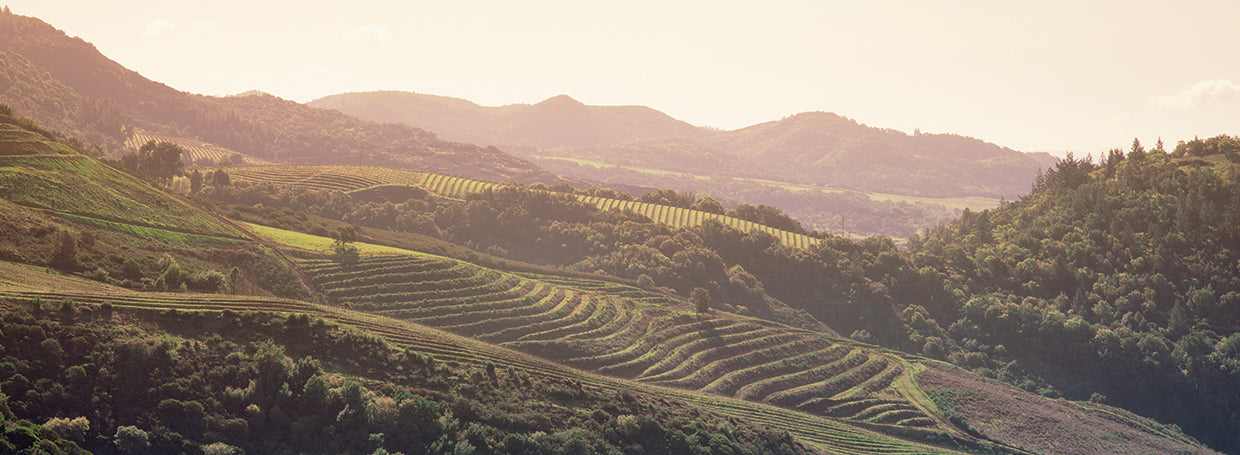 Viñedo soleado de Sonoma Lienzo