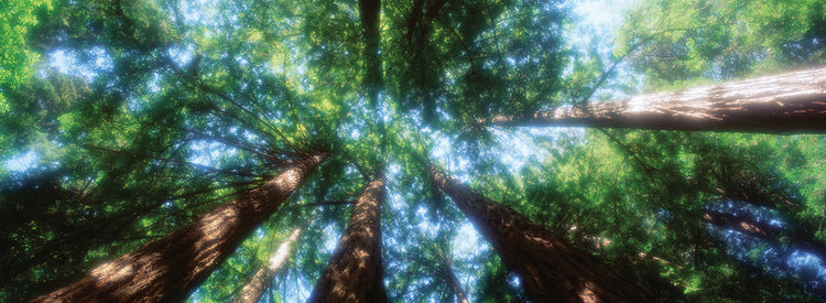 Techo de Muir Woods Lienzo