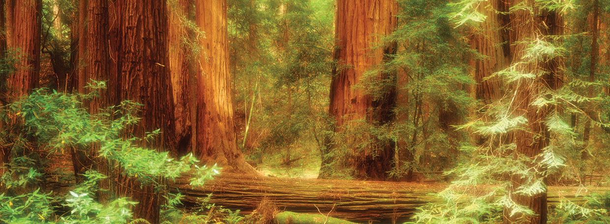 Ciclo de vida de Muir Woods Lienzo