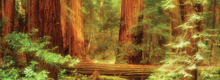 Ciclo de vida de Muir Woods Lienzo