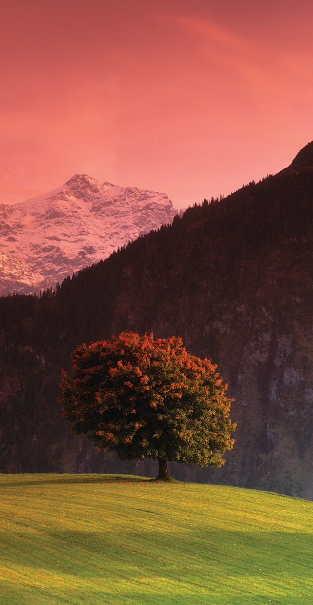 Rosas de los Alpes suizos Lienzo