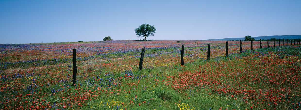 Texas Wildflowers